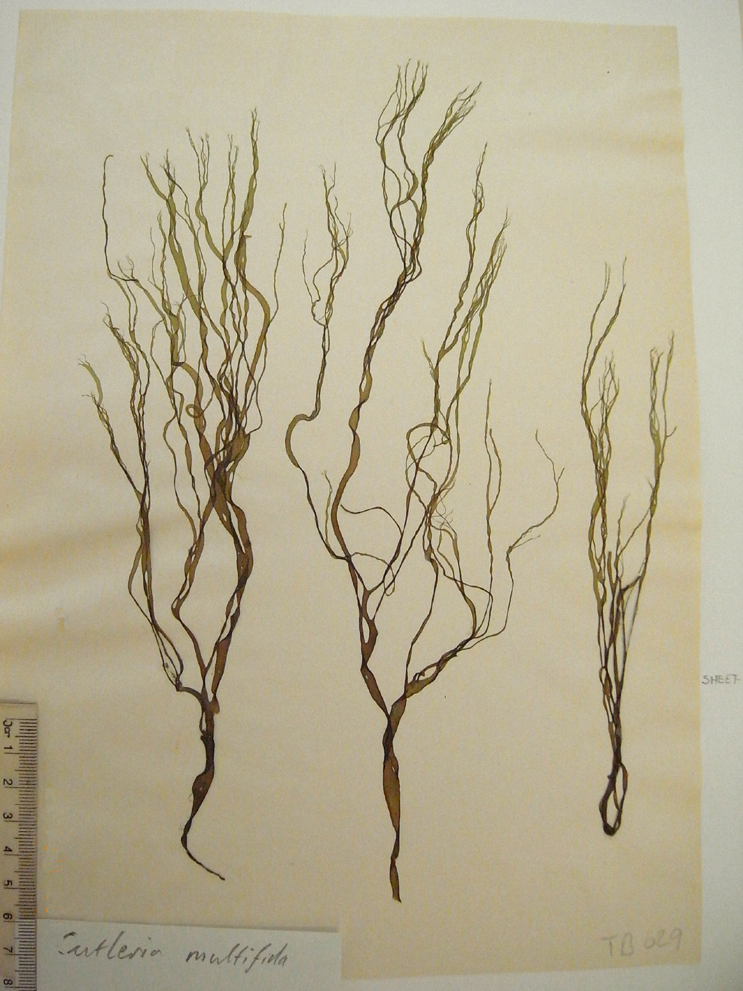 South African Seaweeds - south coast