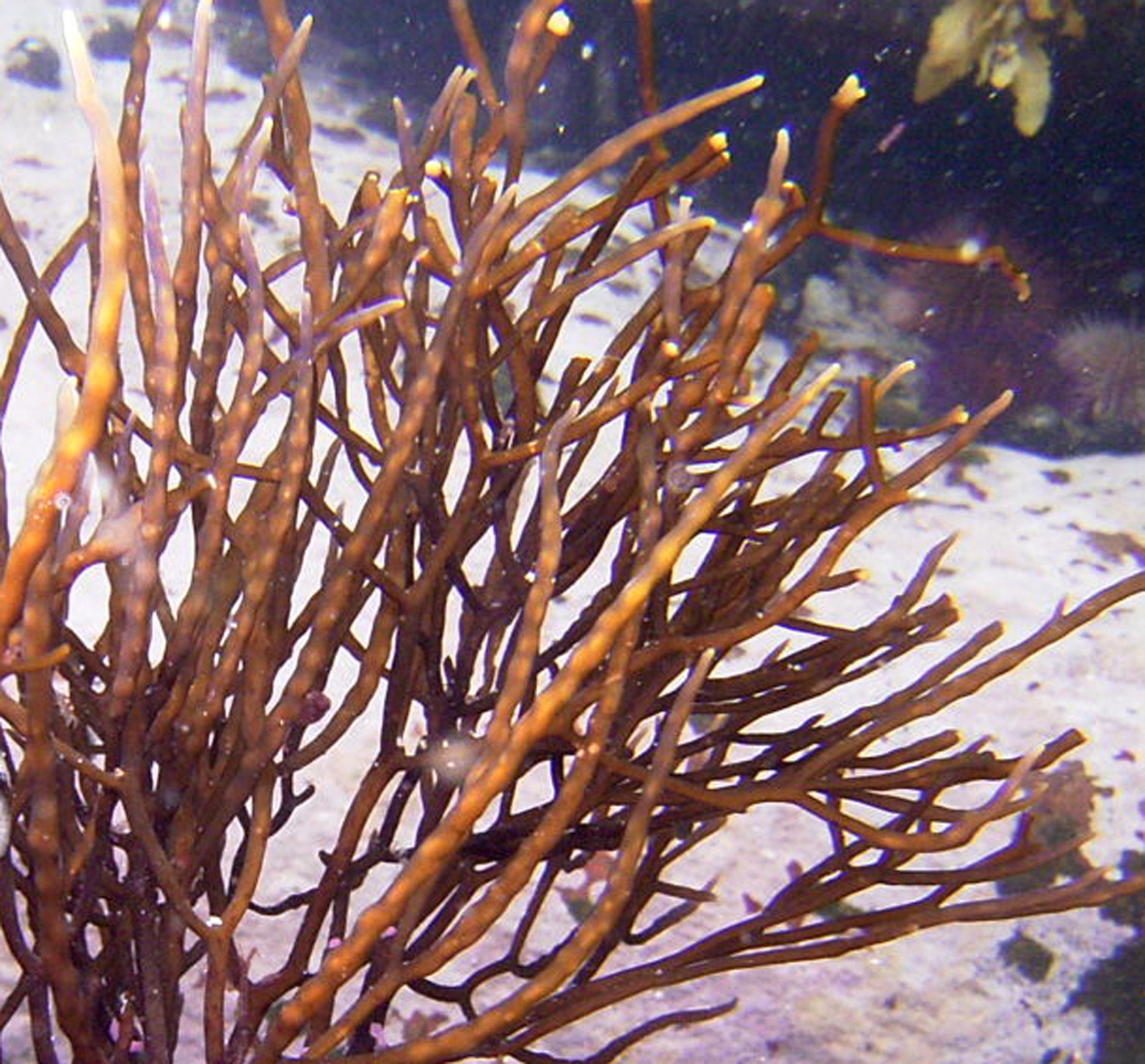 South African Seaweeds - south coast