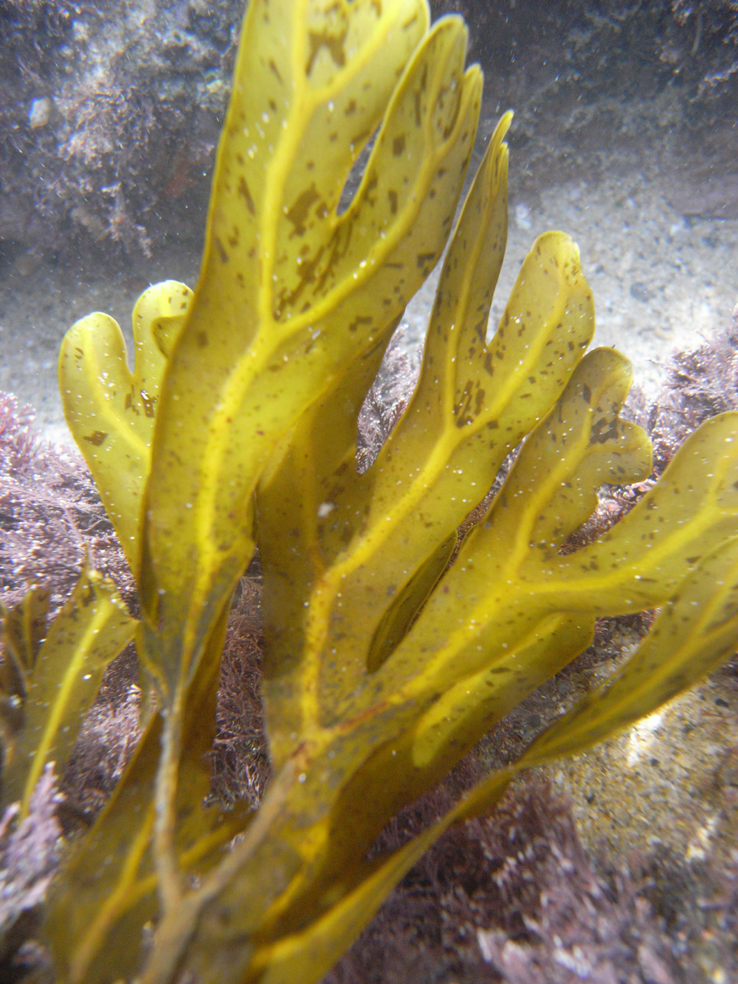 South African Seaweeds - south coast