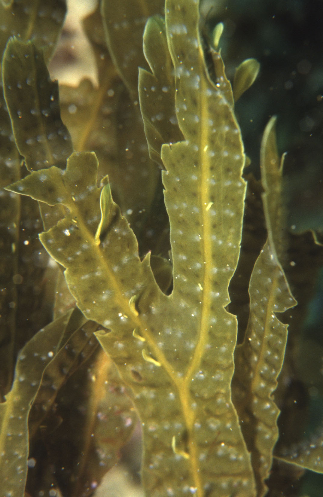 South African Seaweeds - south coast