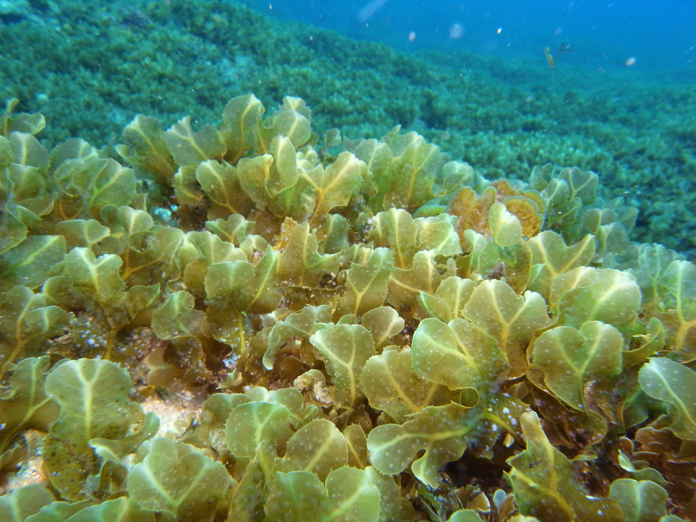 South African Seaweeds - south coast