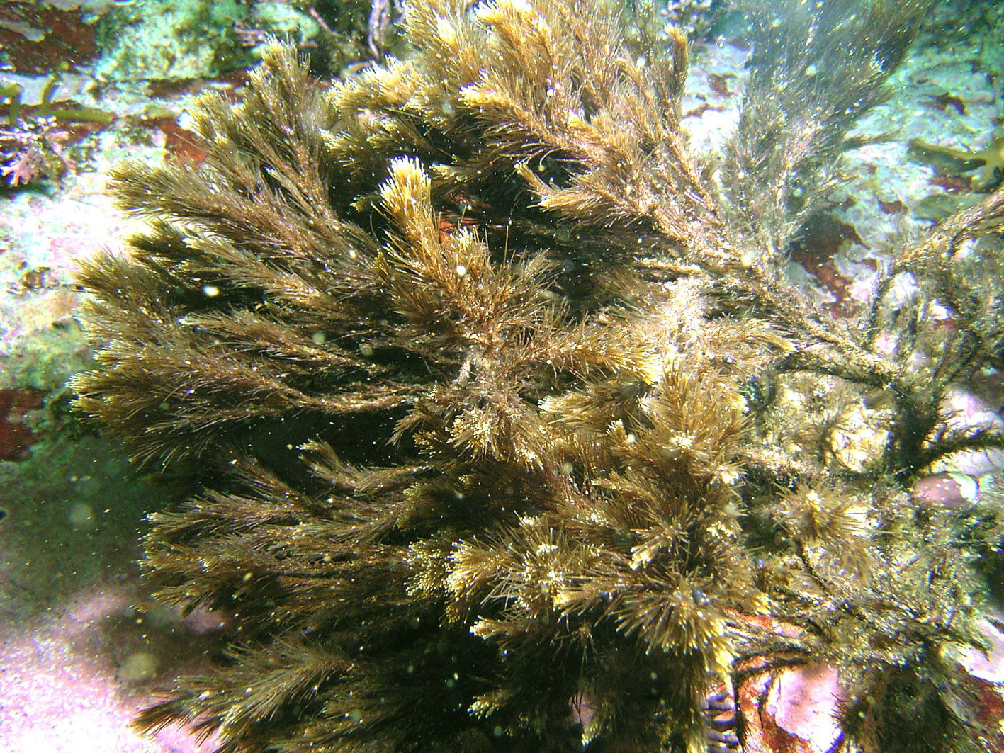 South African Seaweeds - south coast