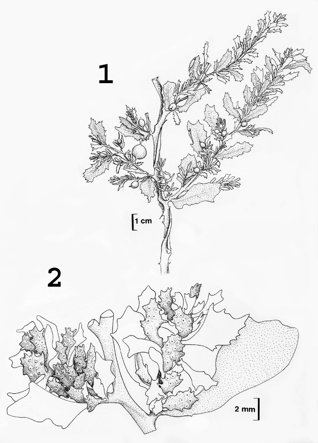 sargassum diagram