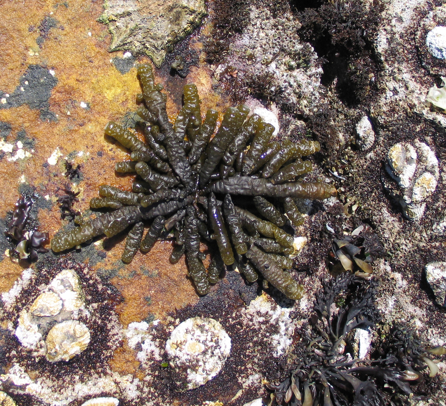 South African Seaweeds - south coast