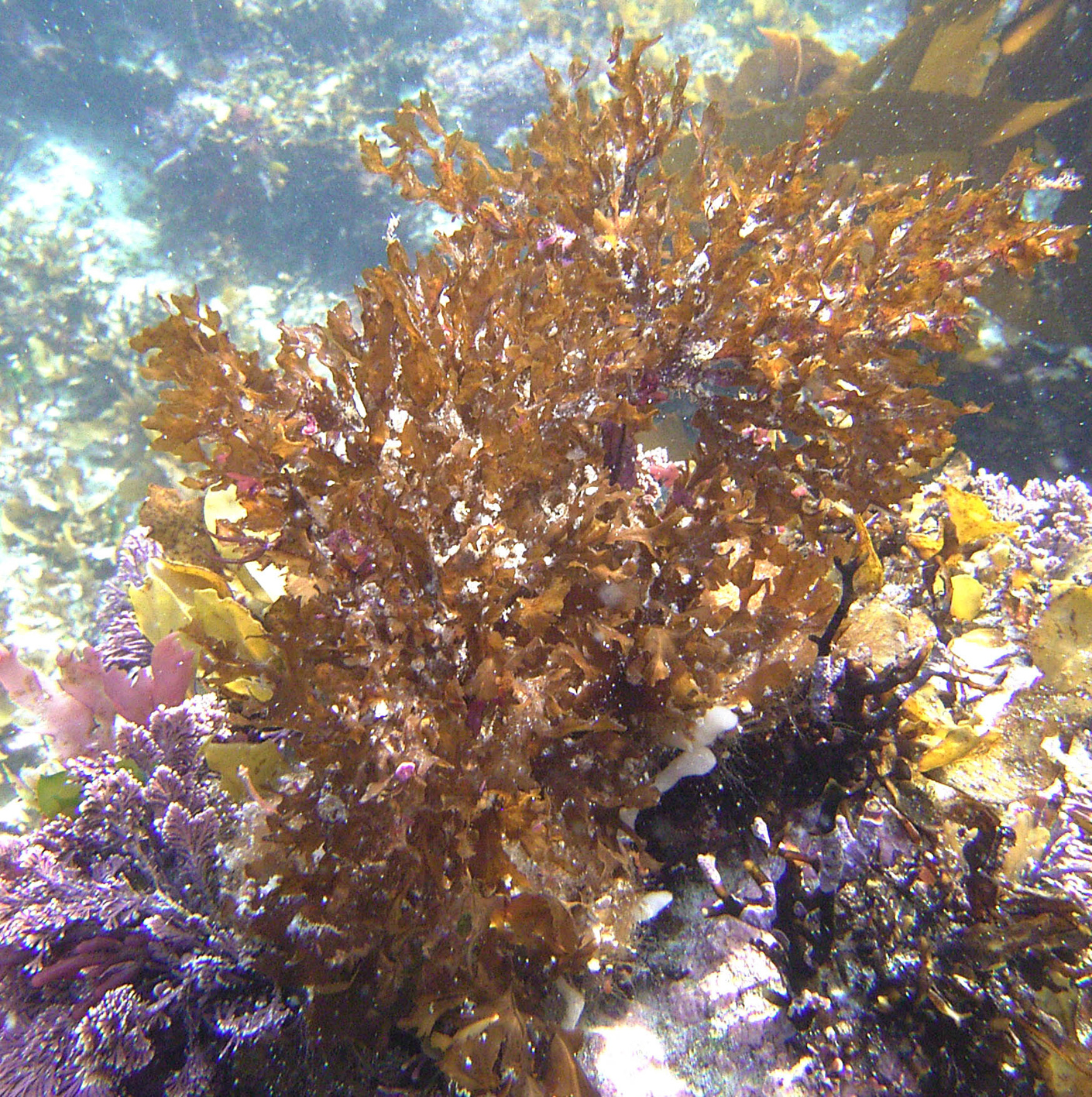 South African Seaweeds - south coast