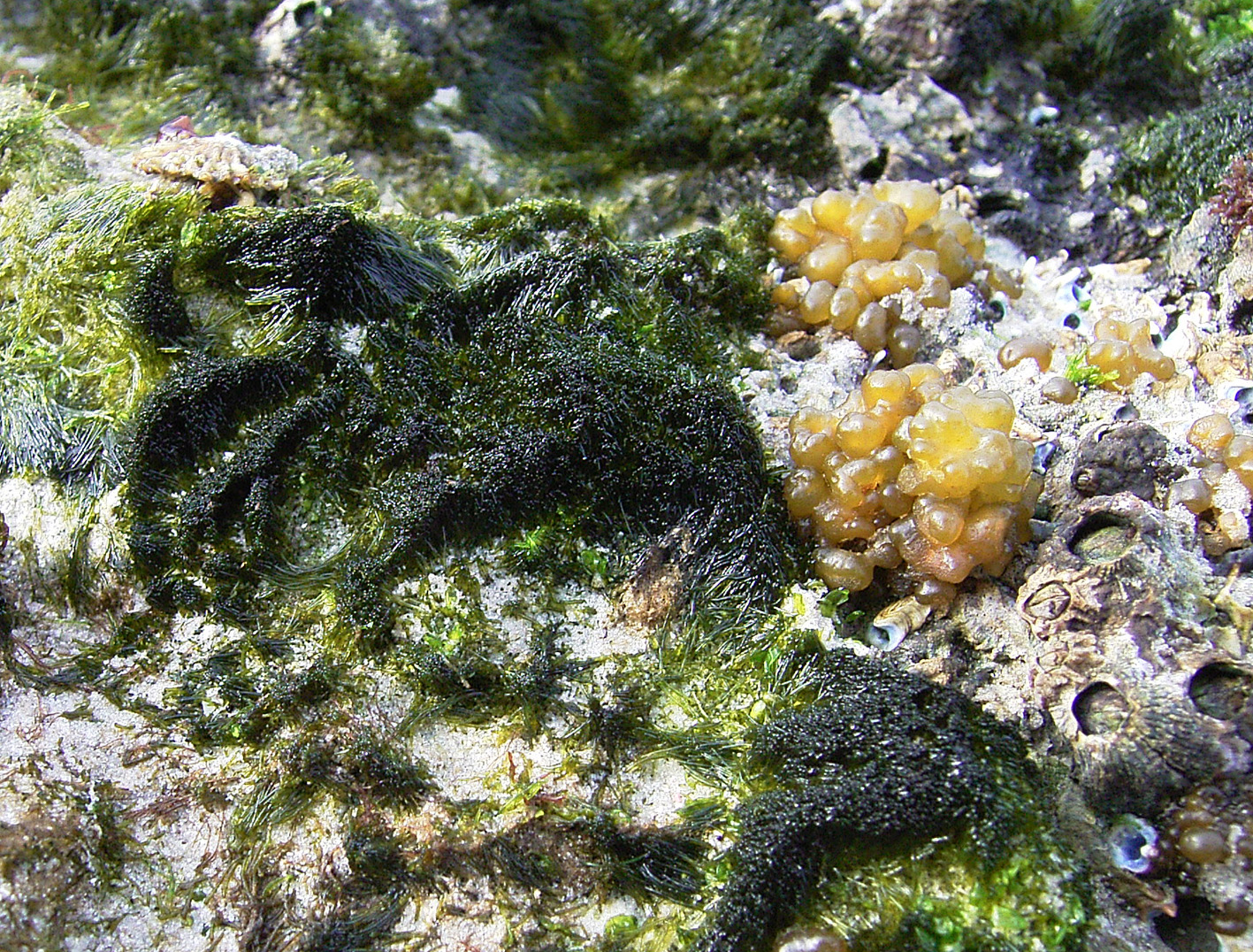 South African Seaweeds - south coast