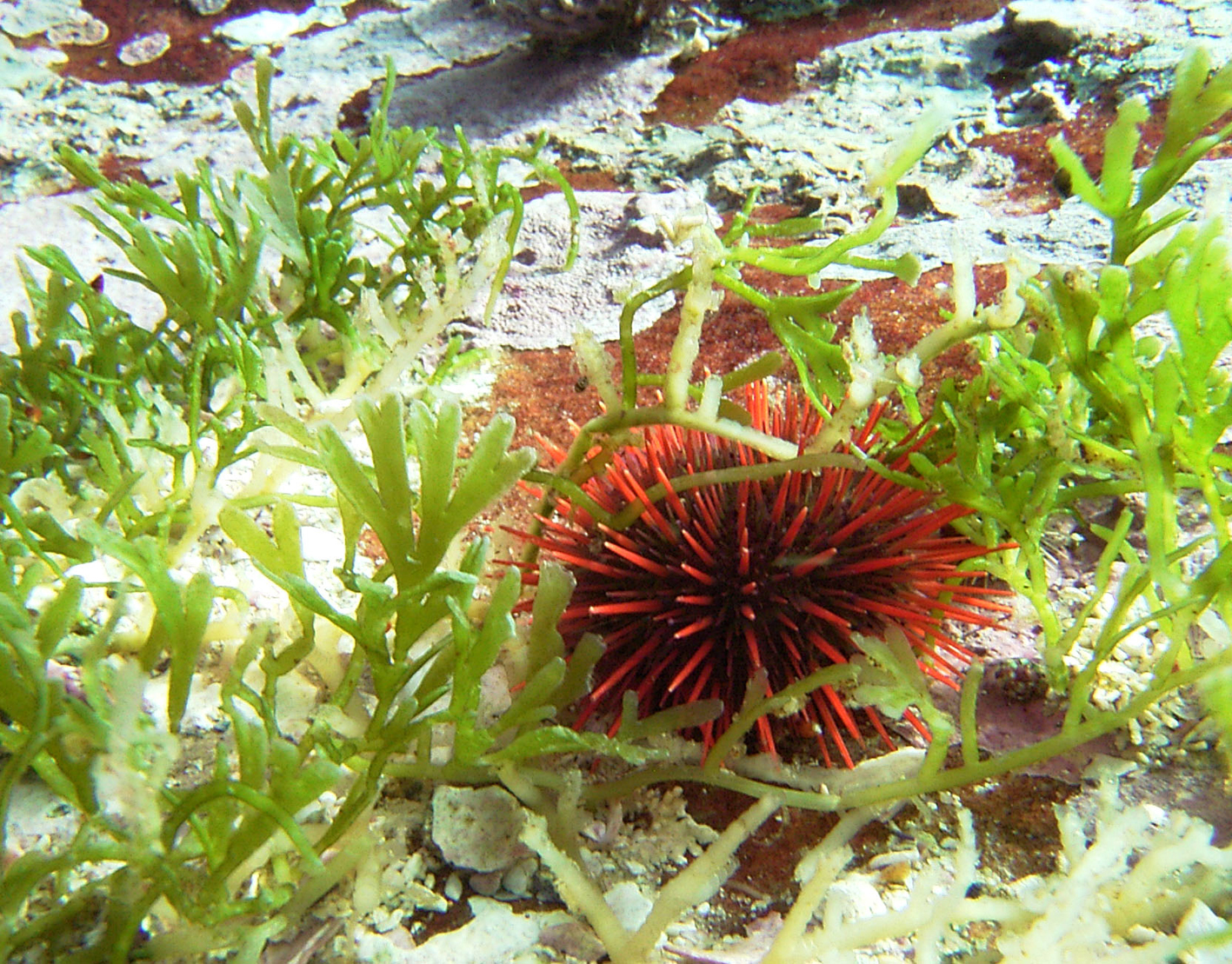 South African Seaweeds - south coast