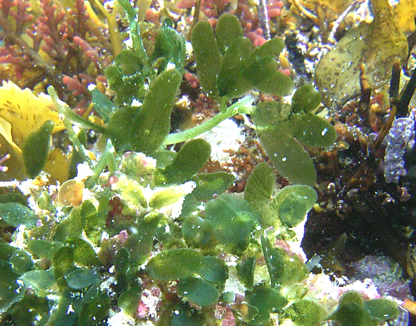 South African Seaweeds - south coast