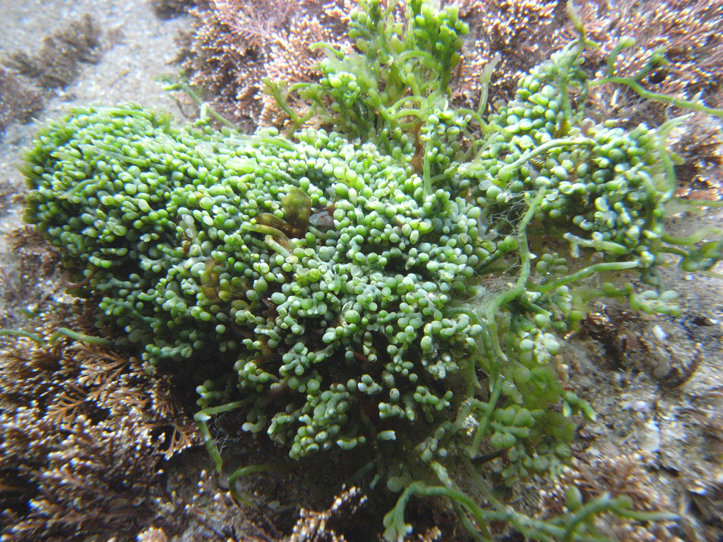 South African Seaweeds - south coast