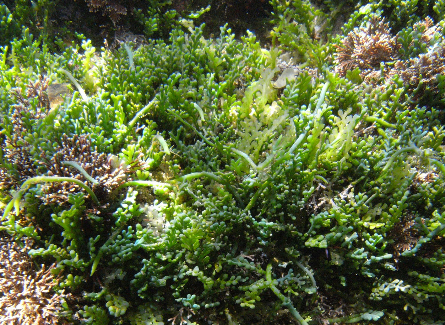 South African Seaweeds - south coast