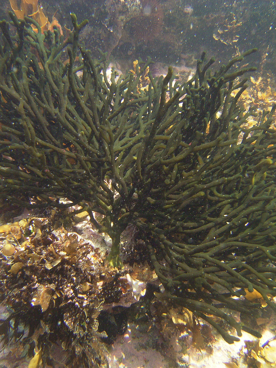 South African Seaweeds - south coast