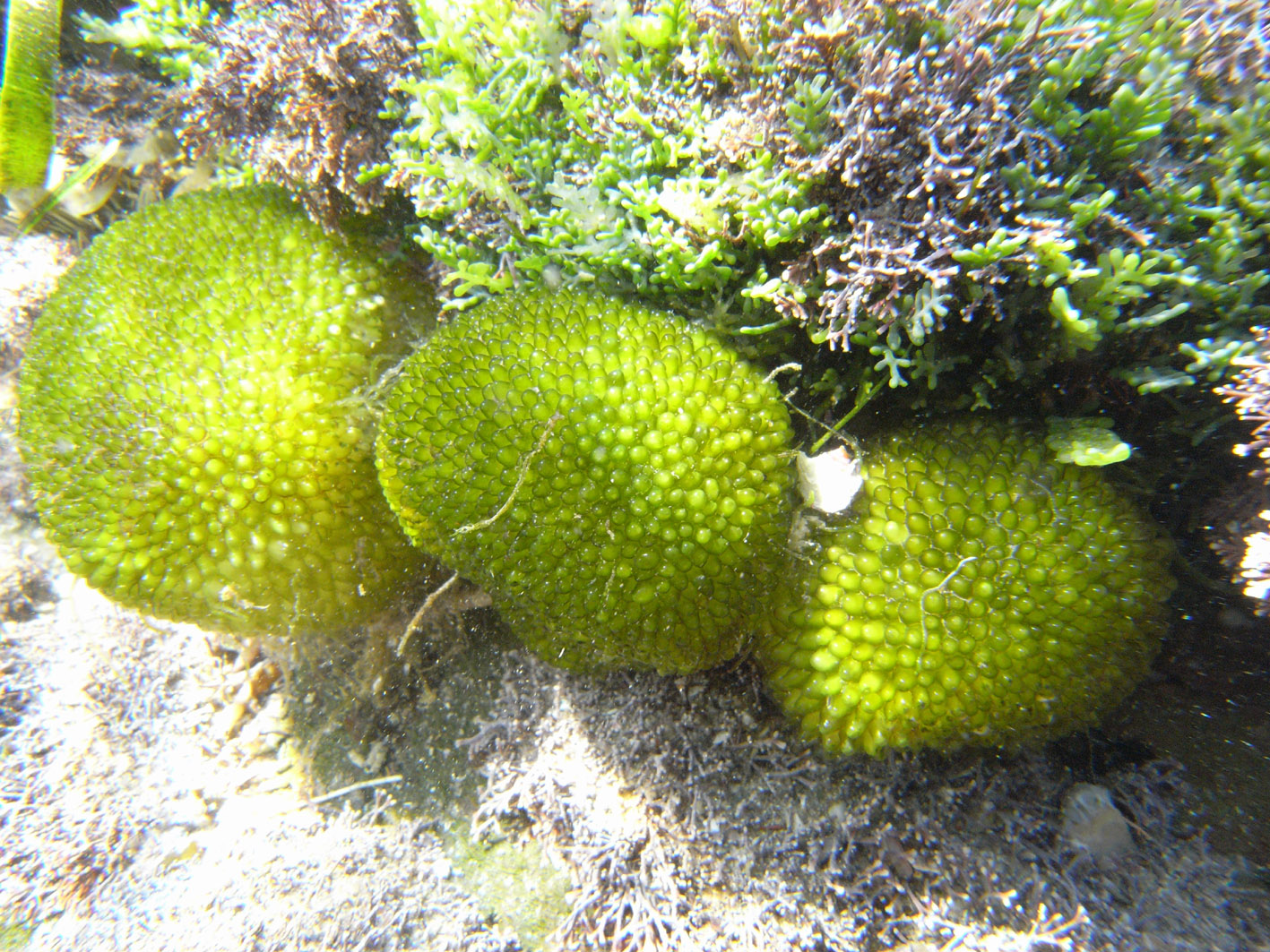 South African Seaweeds - south coast