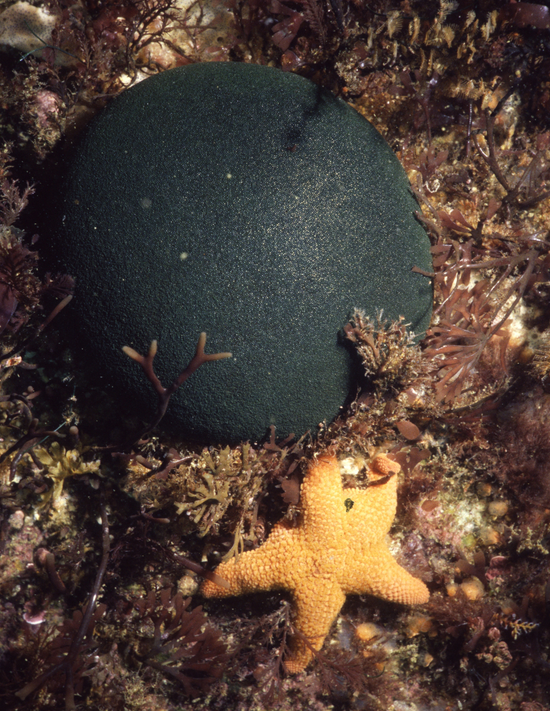 South African Seaweeds - south coast