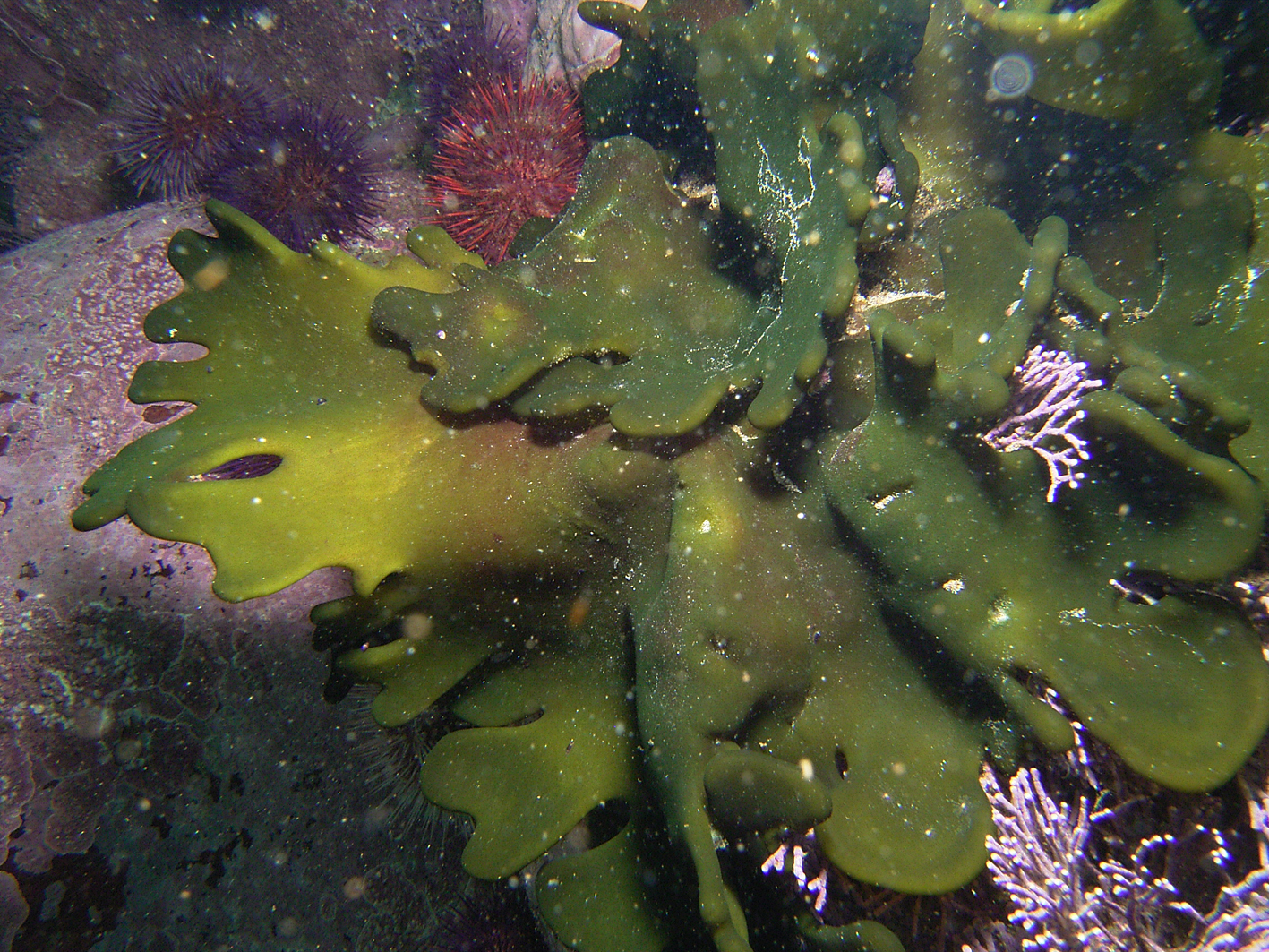 South African Seaweeds - south coast