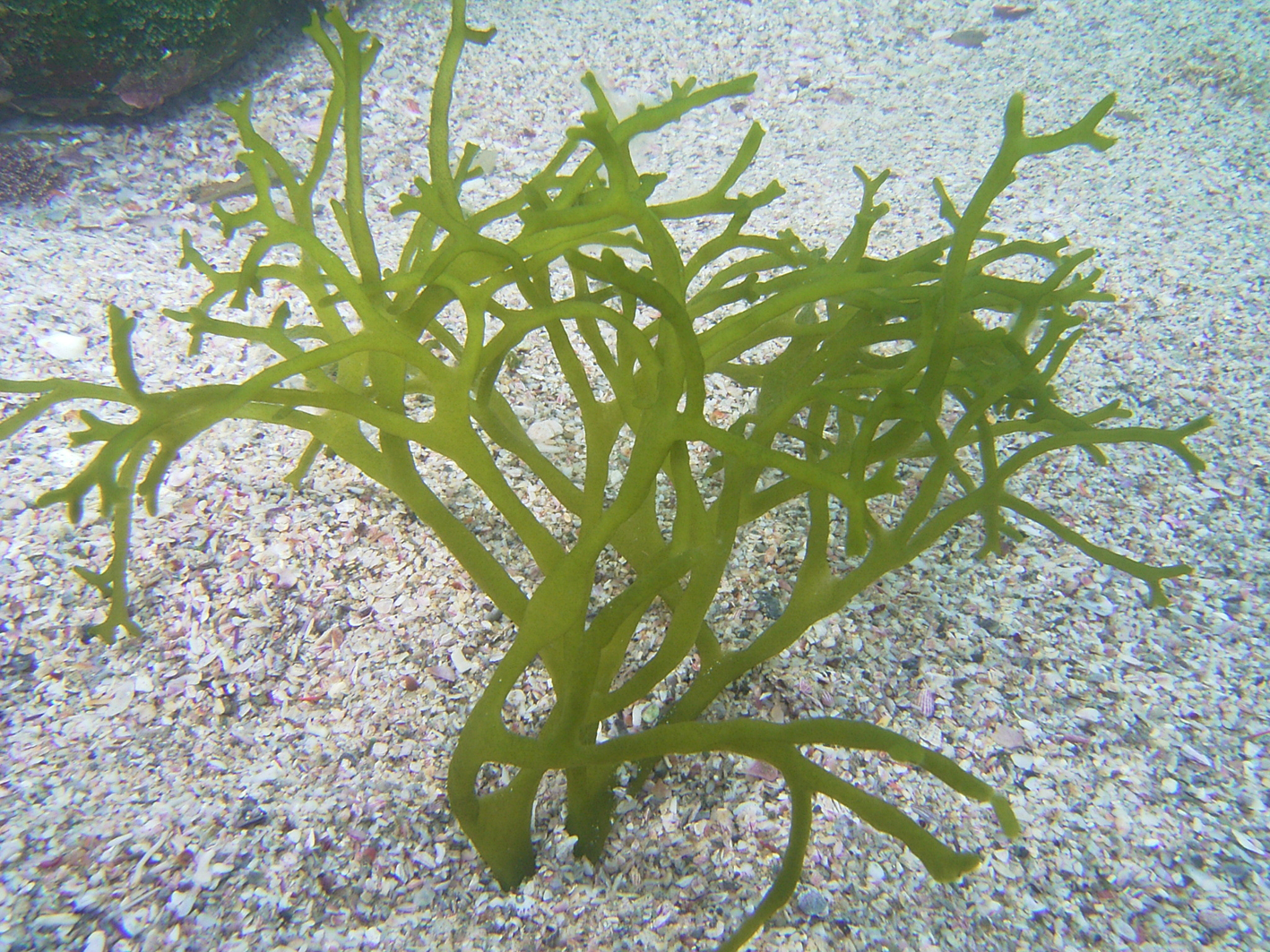 South African Seaweeds - south coast