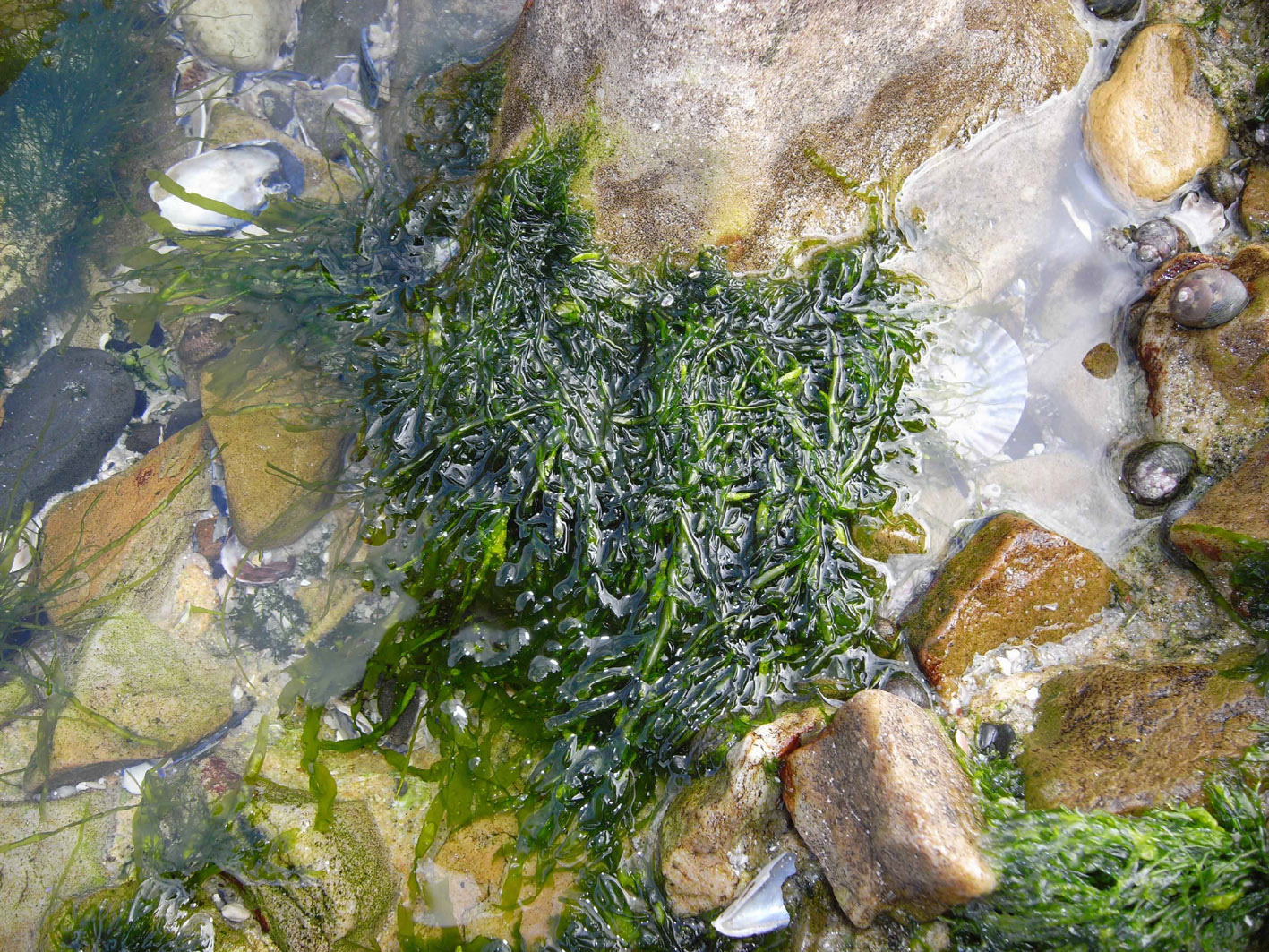 South African Seaweeds - south coast