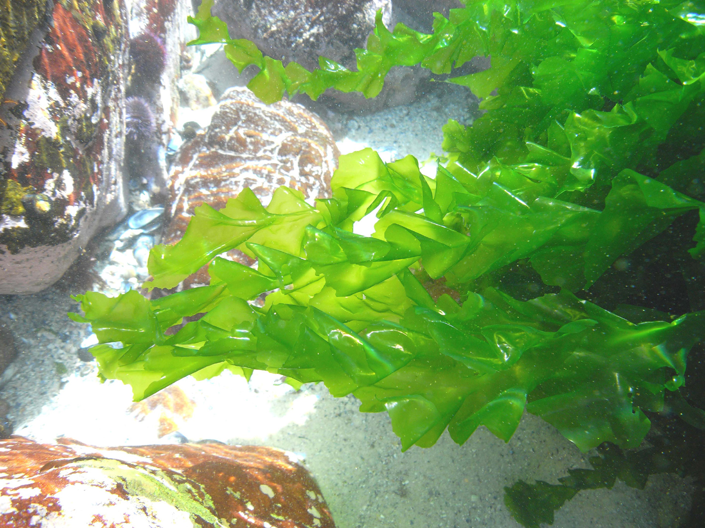 South African Seaweeds - south coast