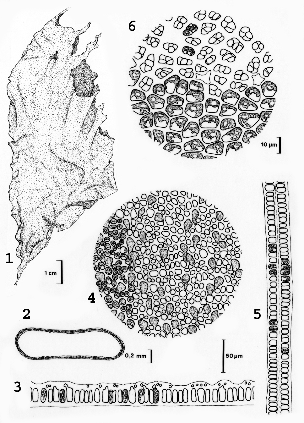 ulva diagram