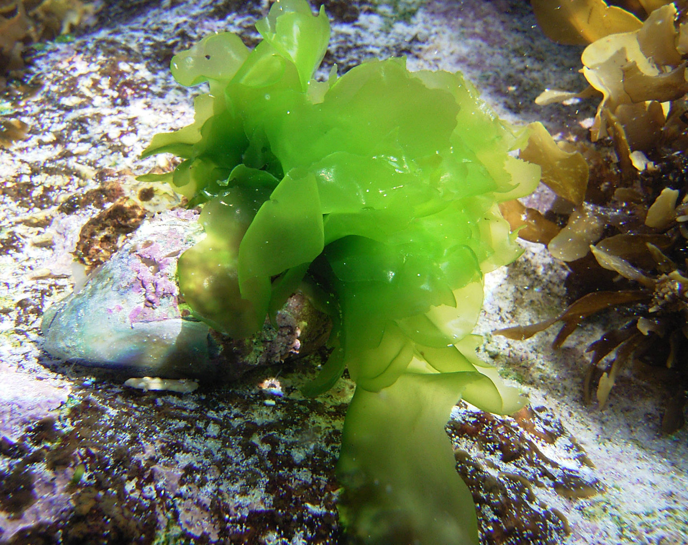 South African Seaweeds - south coast