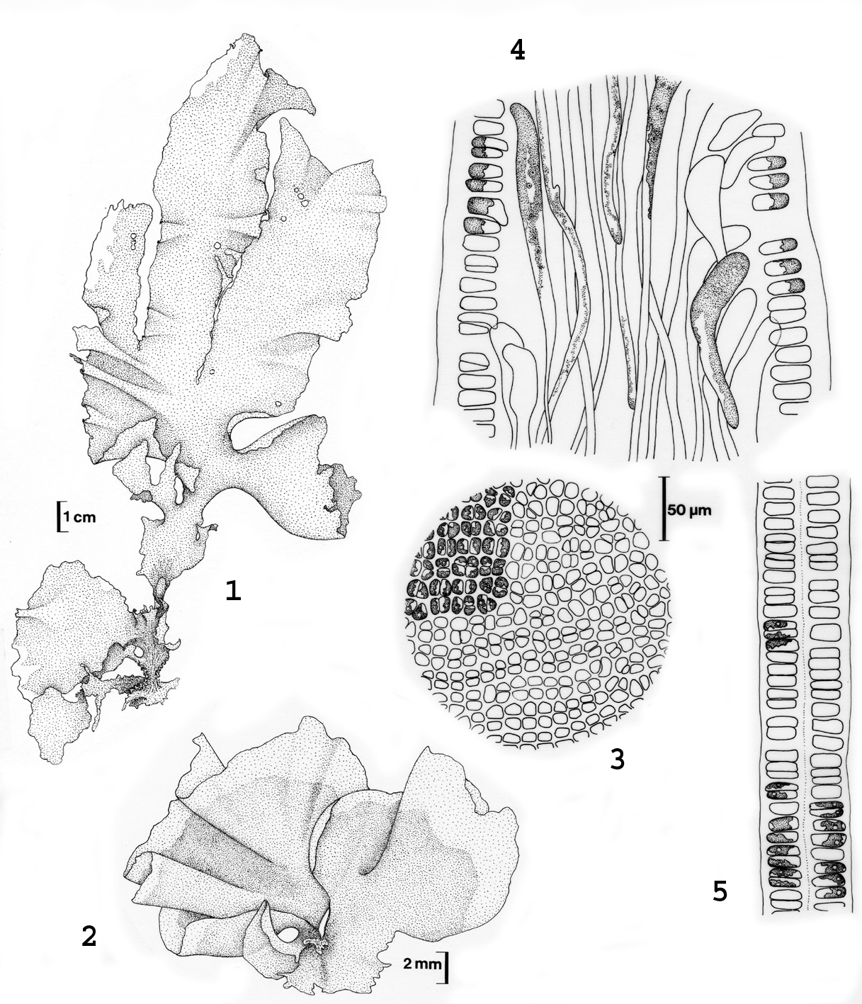 ulva diagram