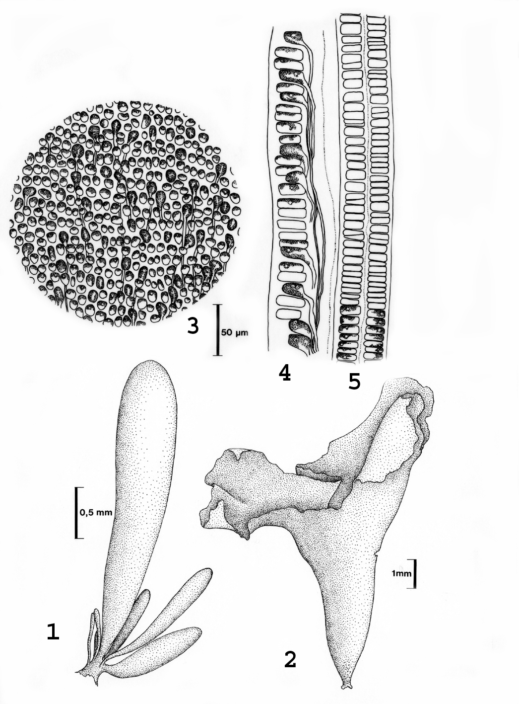 ulva diagram