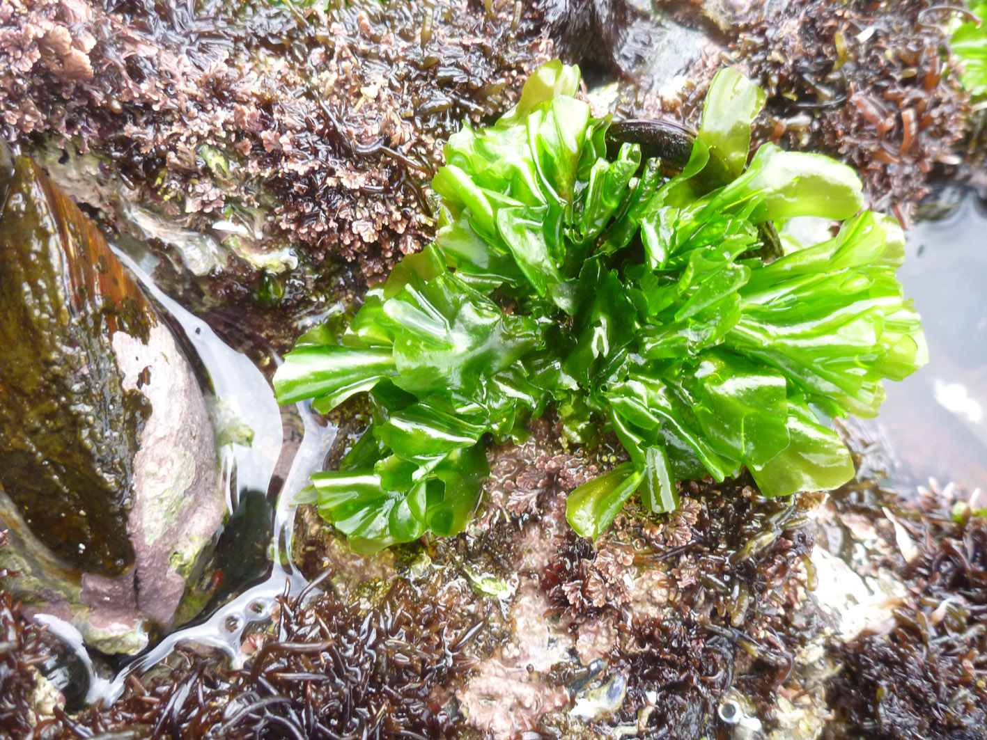 South African Seaweeds - south coast