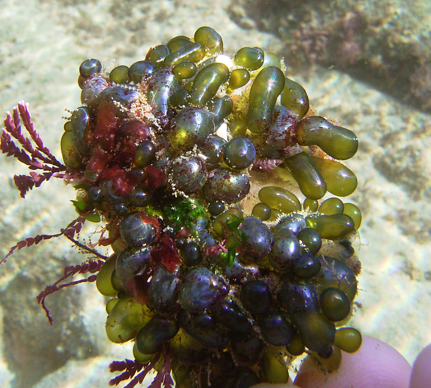 South African Seaweeds - south coast