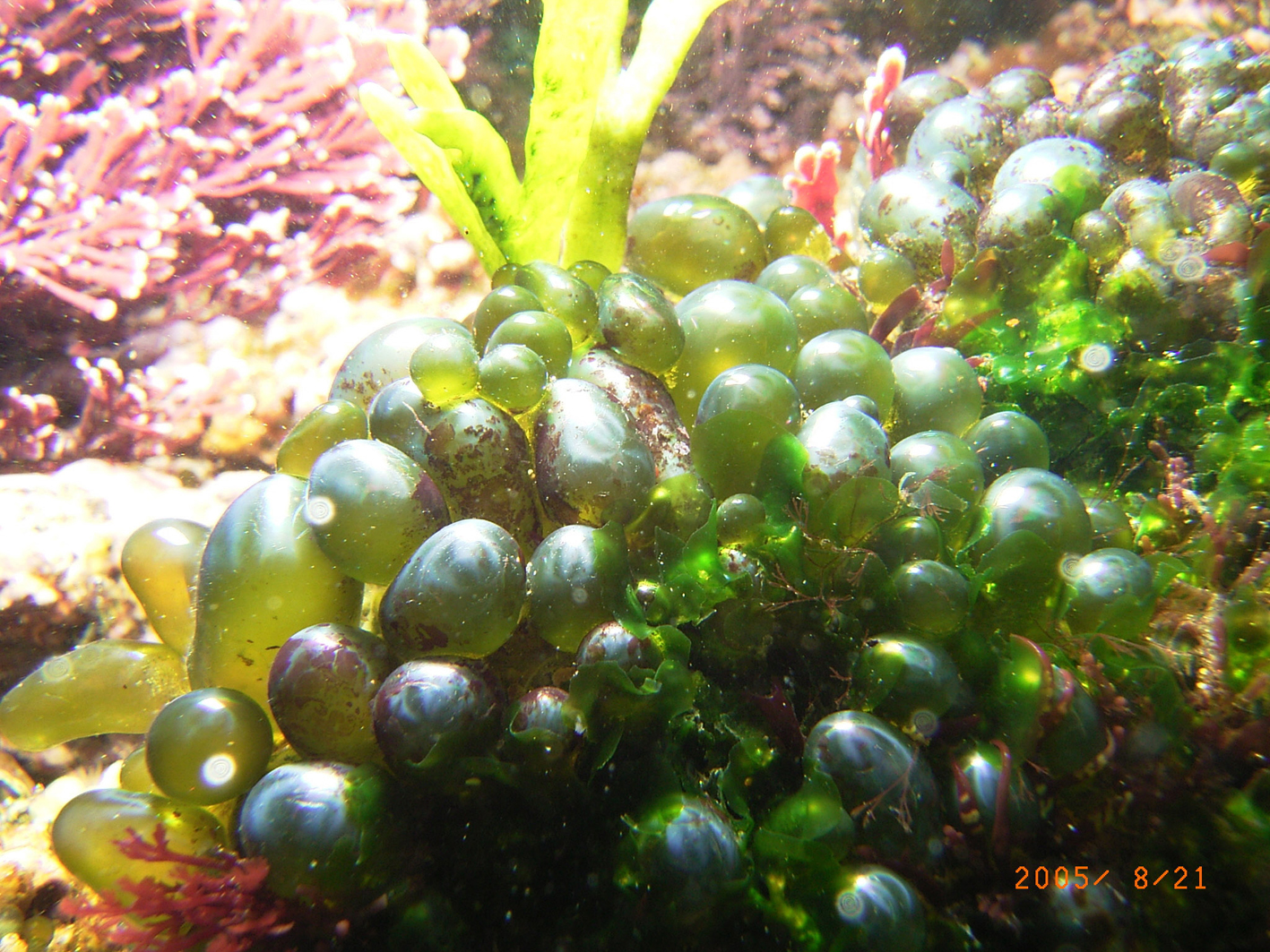 South African Seaweeds - south coast