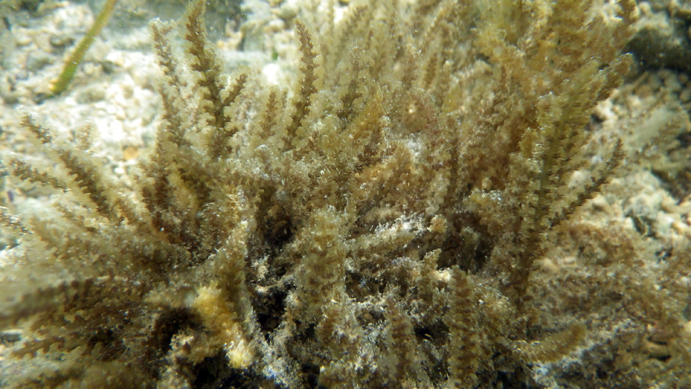 South African Seaweeds - south coast