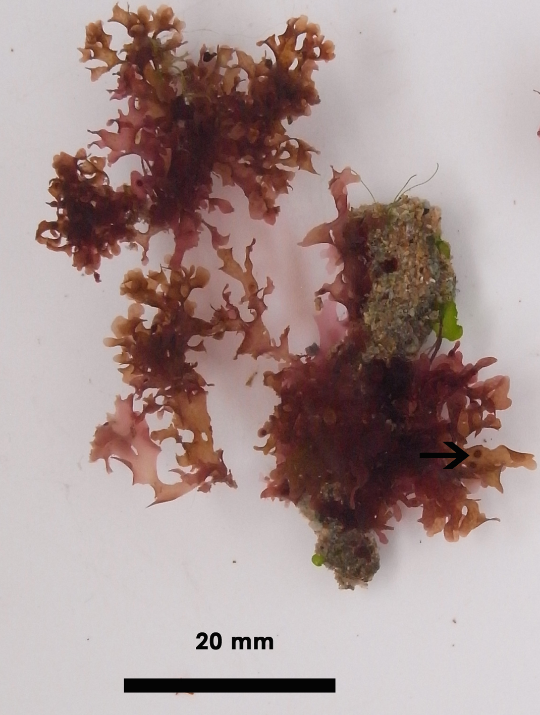 South African Seaweeds - south coast