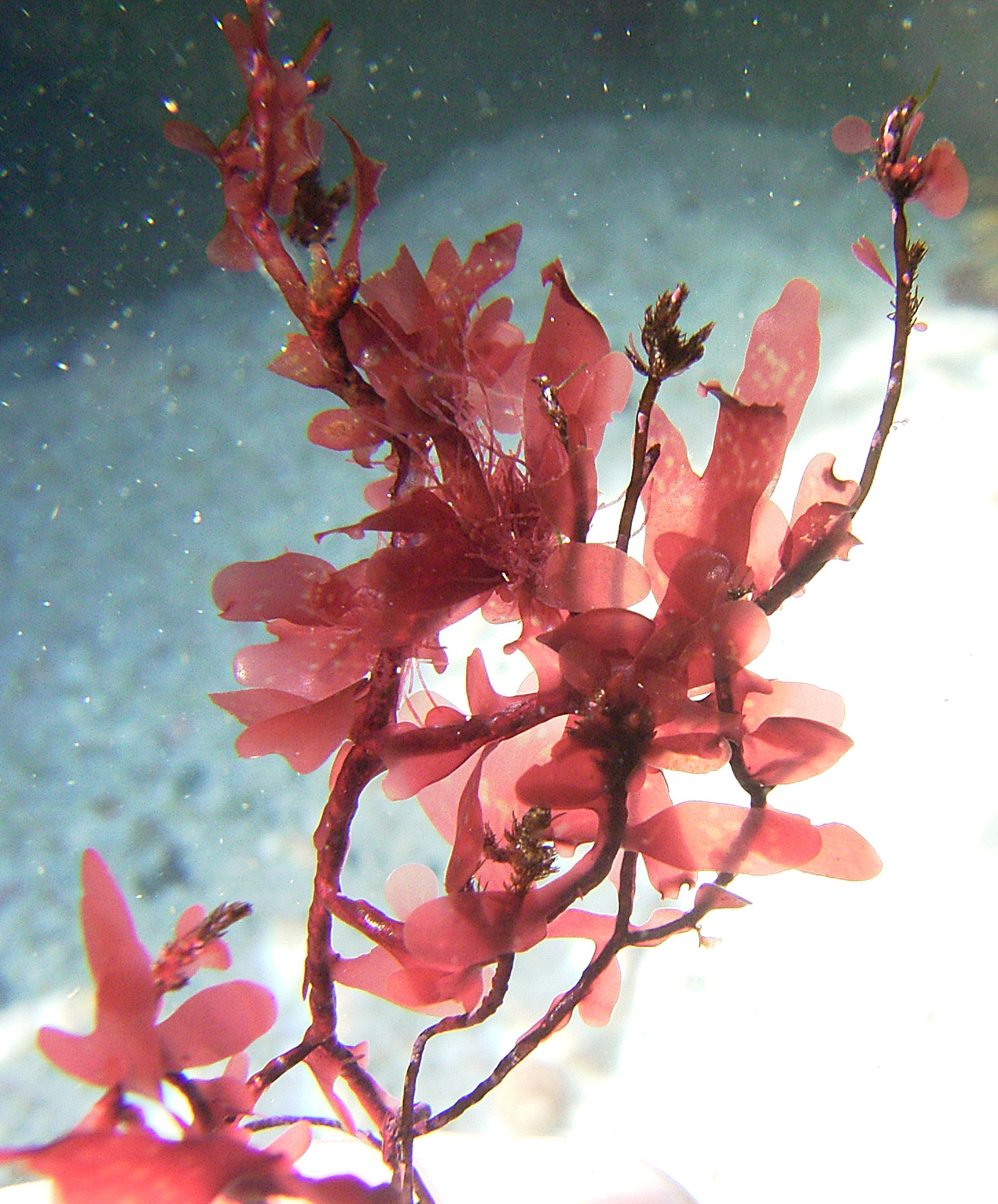 South African Seaweeds - south coast