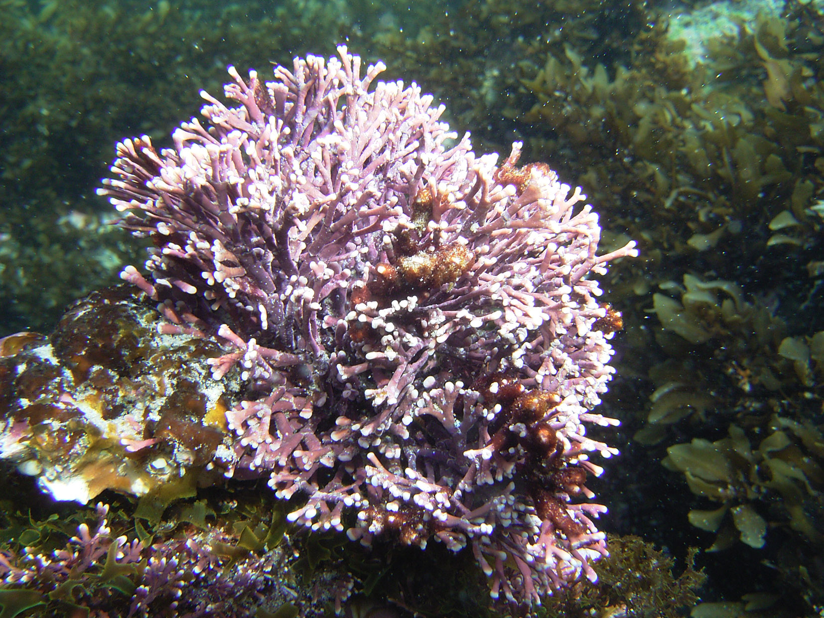 South African Seaweeds - south coast