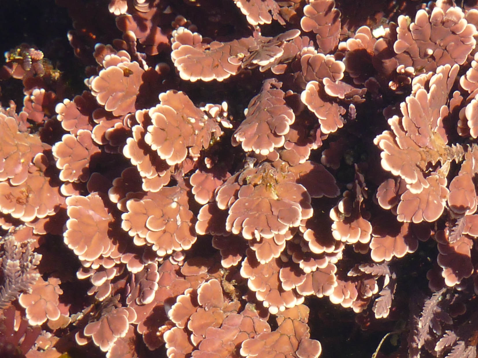 South African Seaweeds - south coast