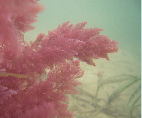 South African Seaweeds - south coast