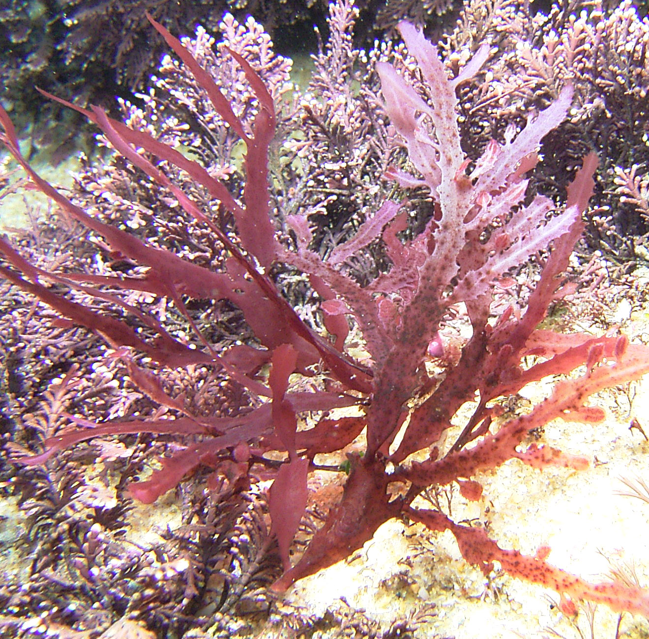 South African Seaweeds - south coast