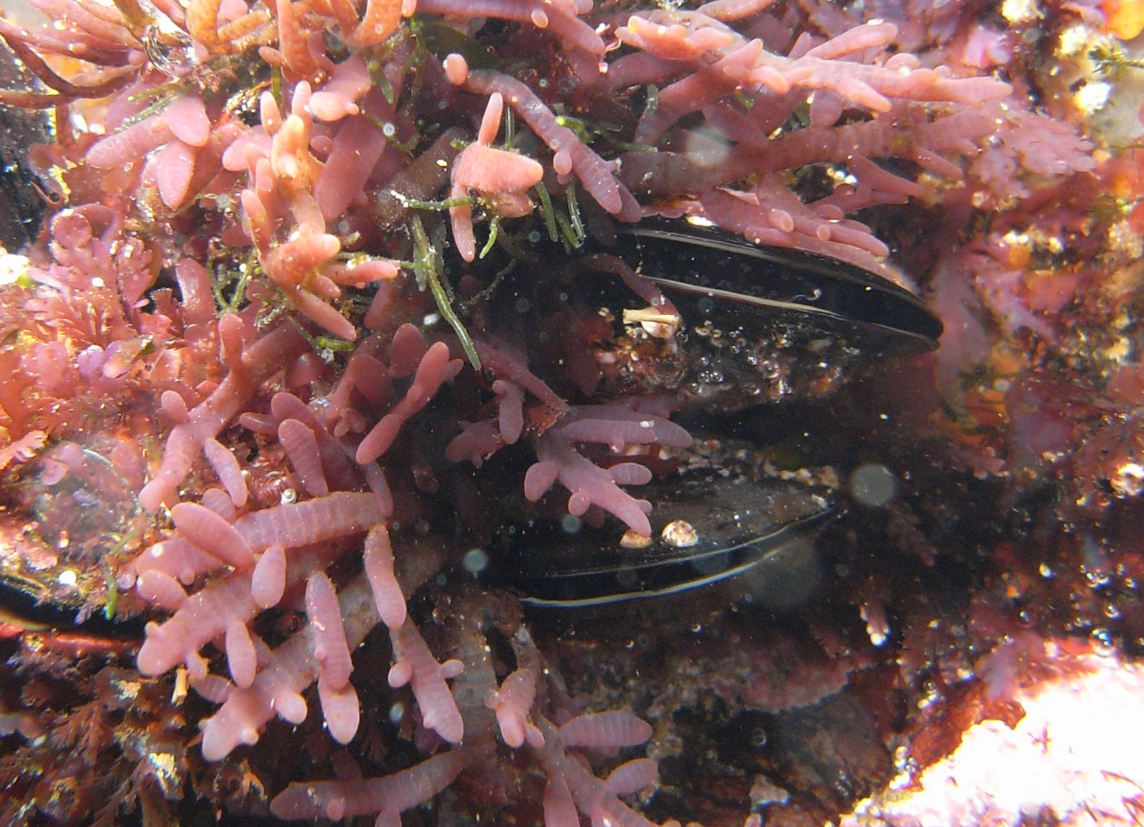 South African Seaweeds - south coast