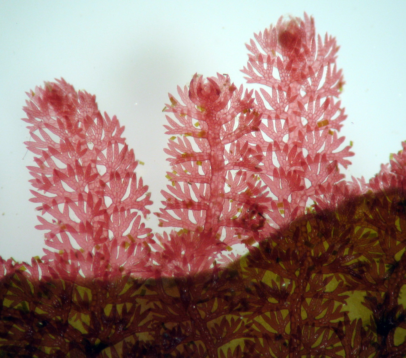 South African Seaweeds - south coast