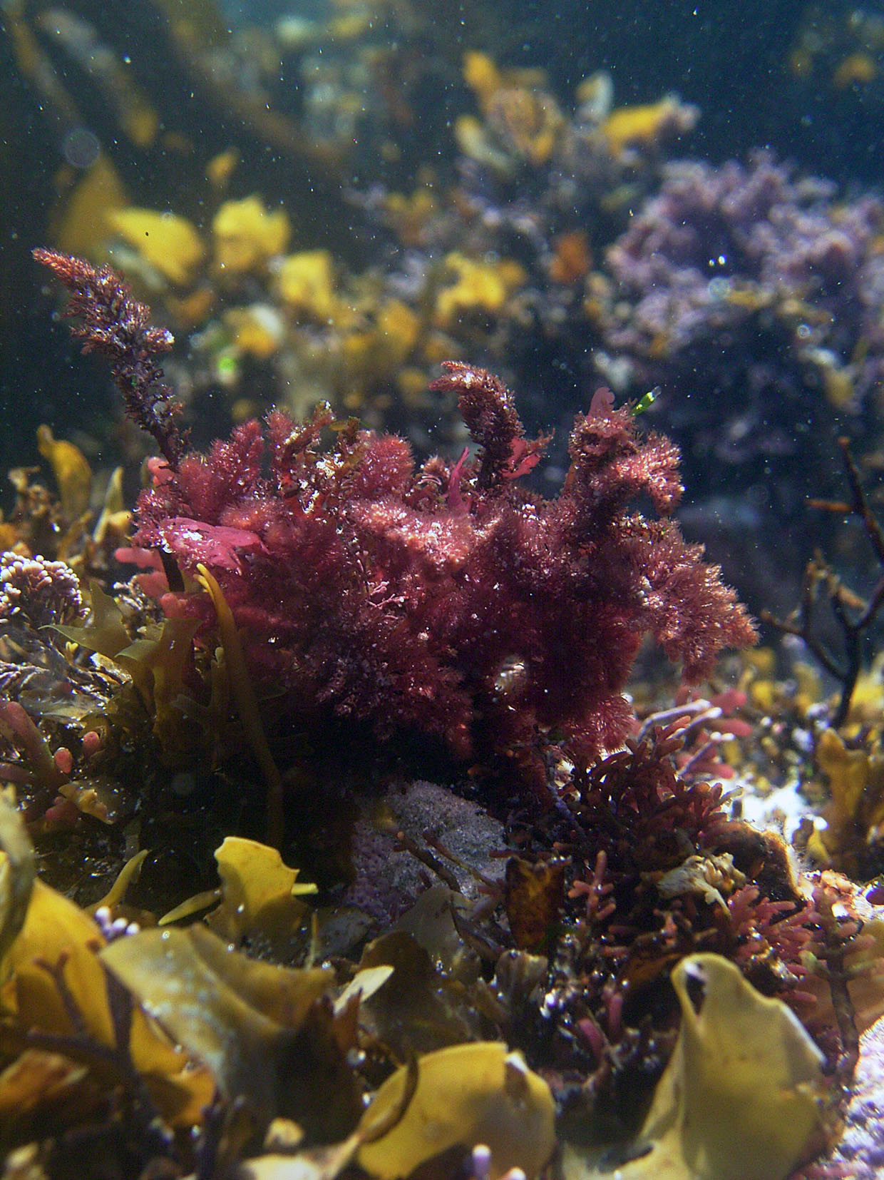 South African Seaweeds - south coast