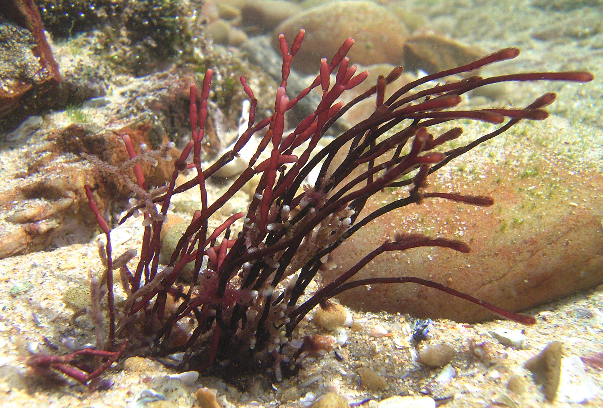 South African Seaweeds - south coast