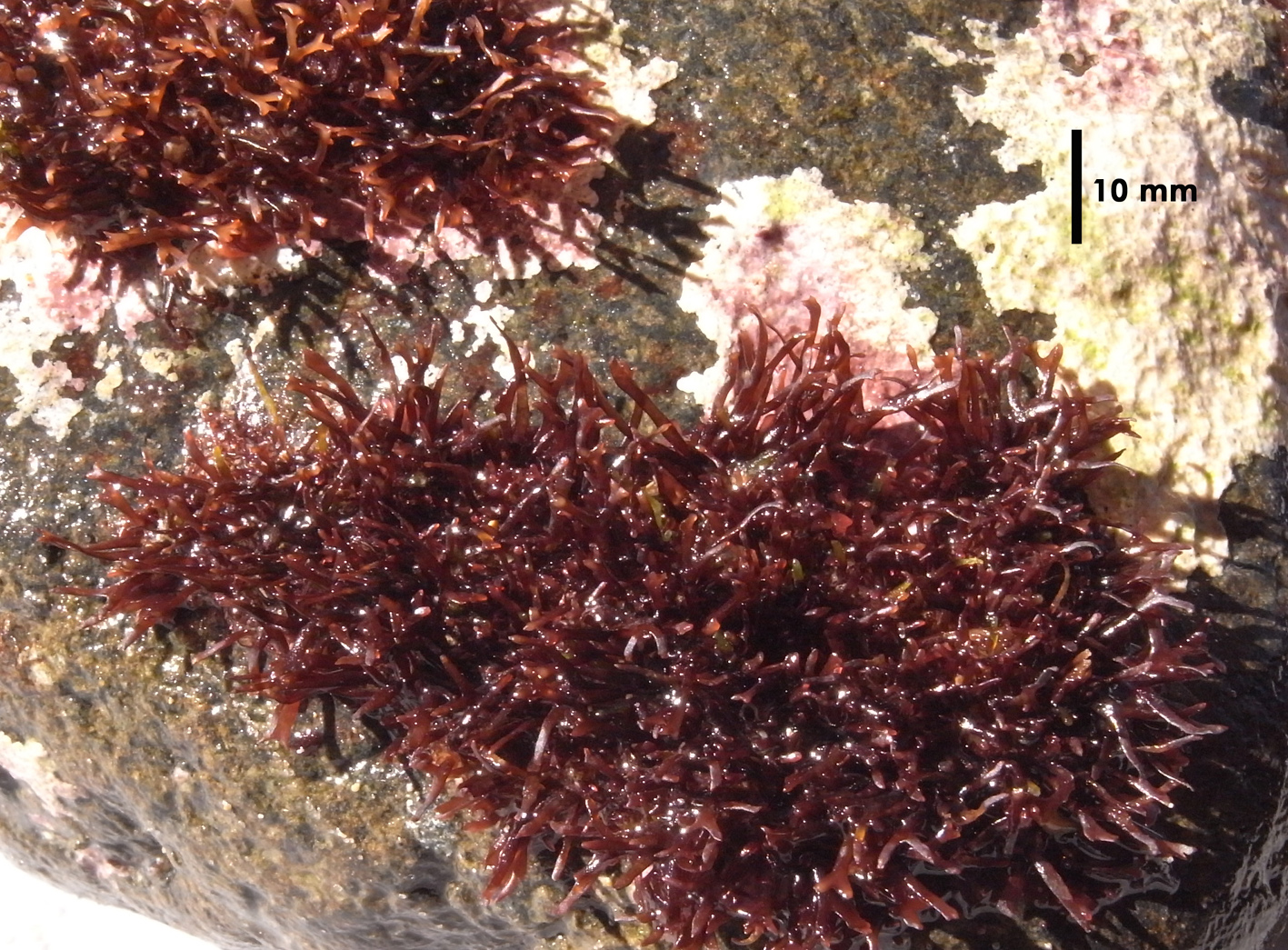 South African Seaweeds - south coast