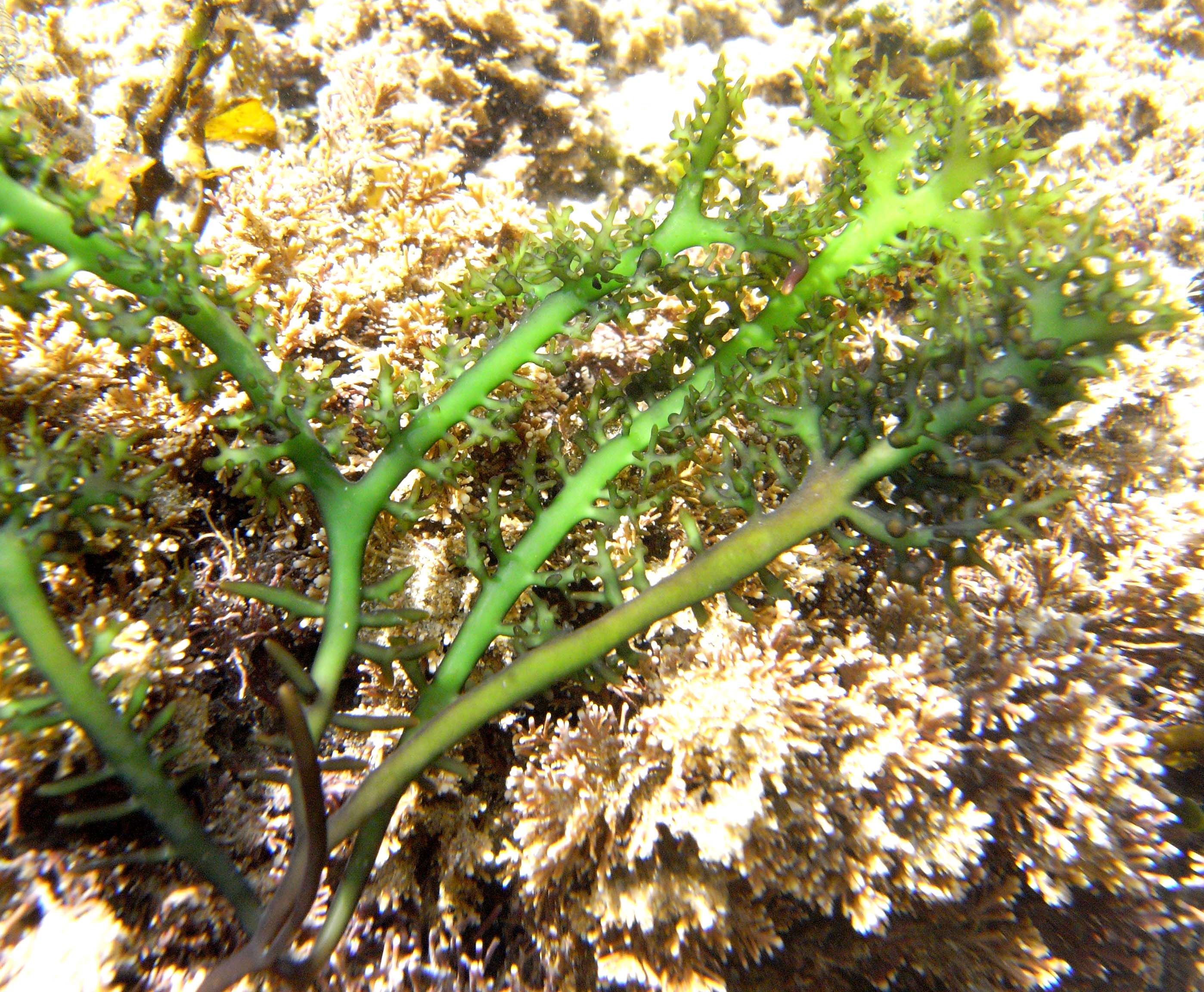 South African Seaweeds - south coast