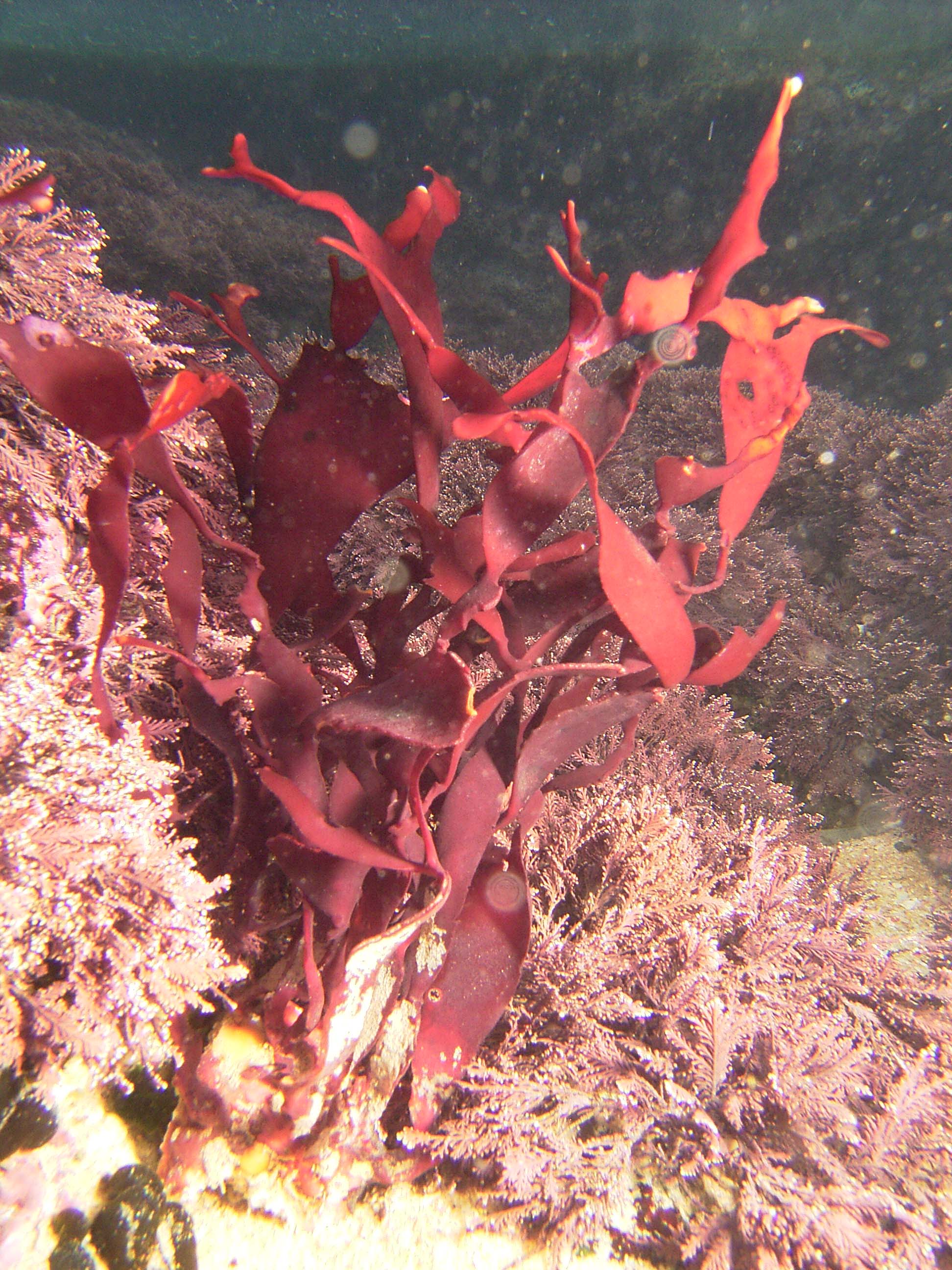 South African Seaweeds - south coast