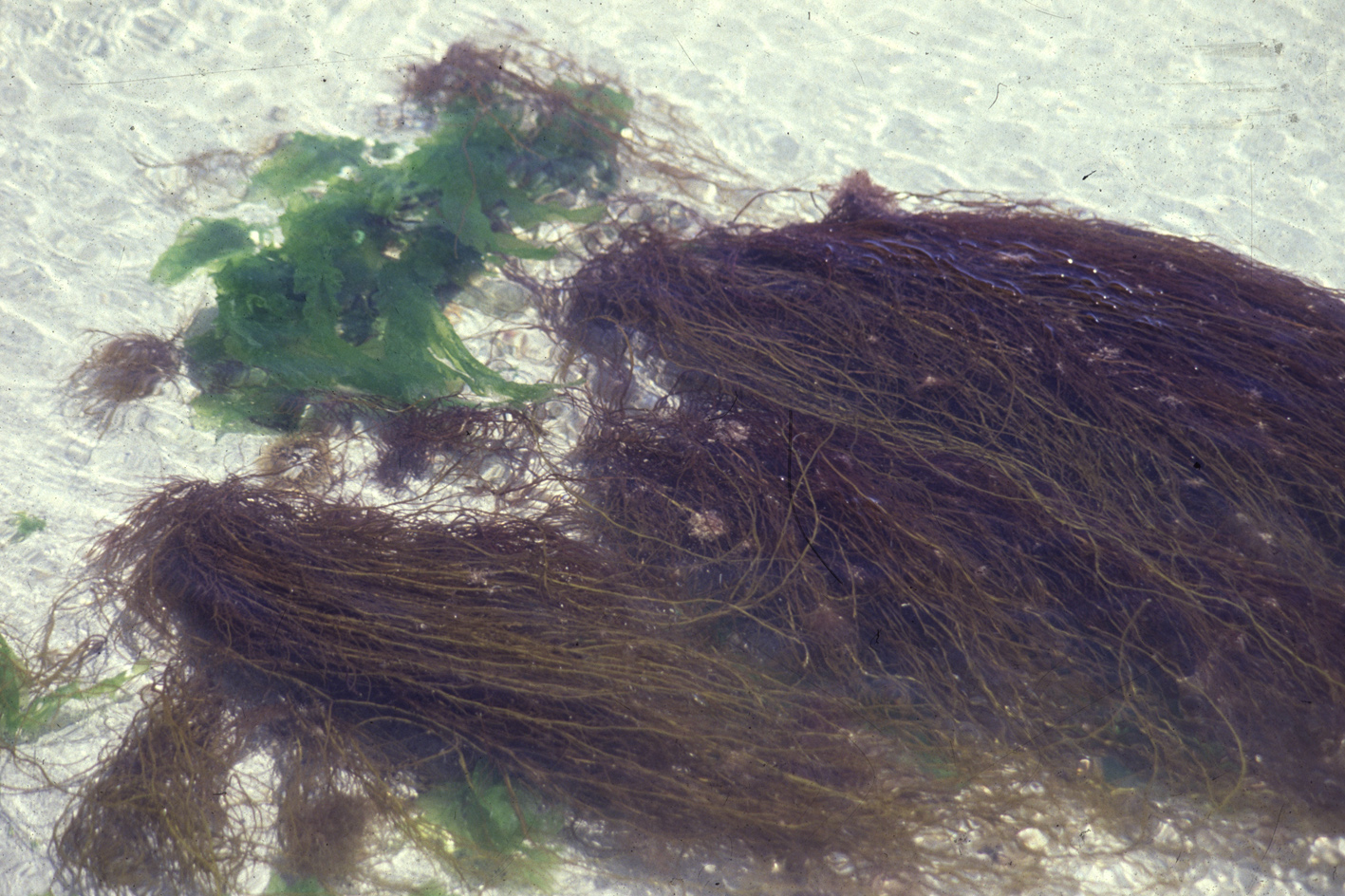 South African Seaweeds - south coast