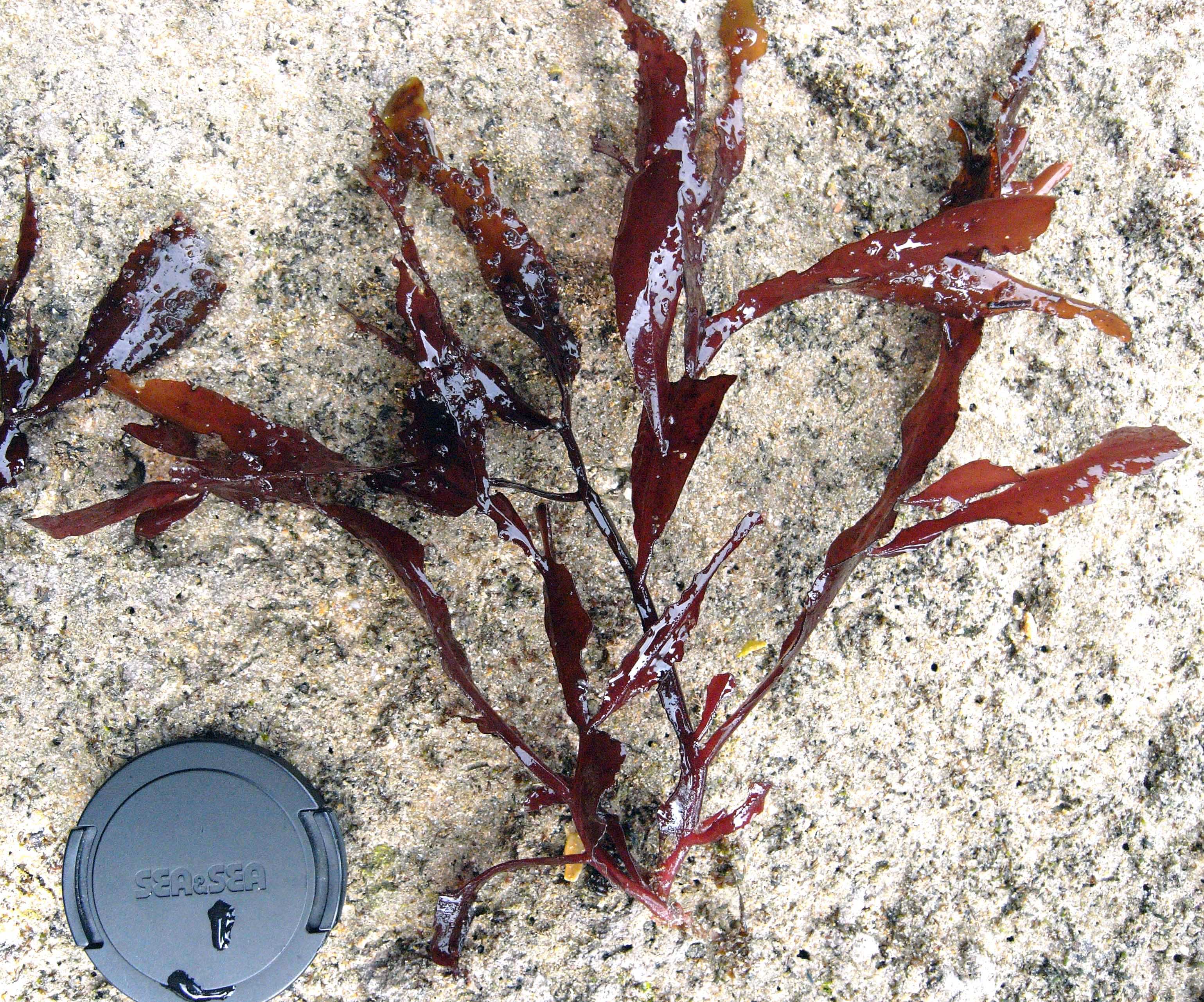 South African Seaweeds - south coast