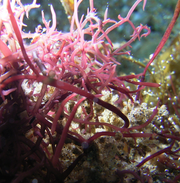 South African Seaweeds - south coast