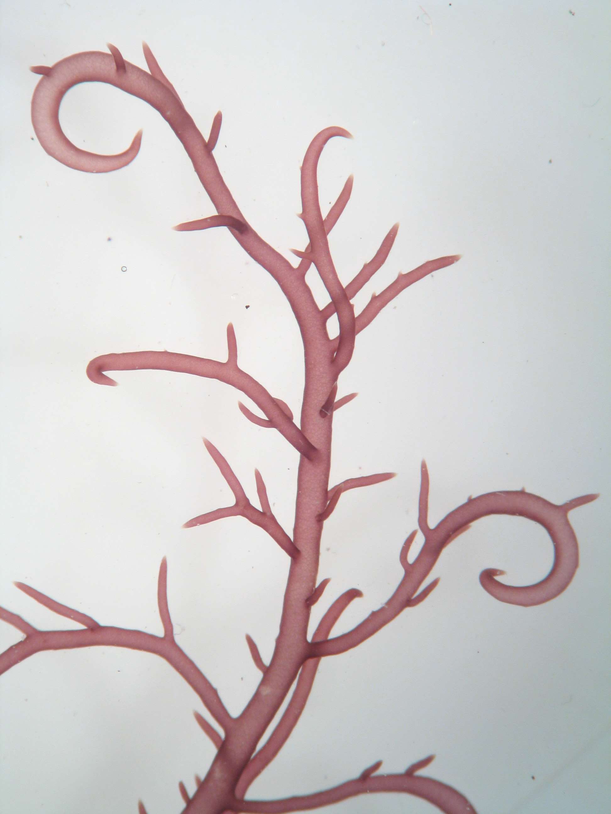 South African Seaweeds - south coast