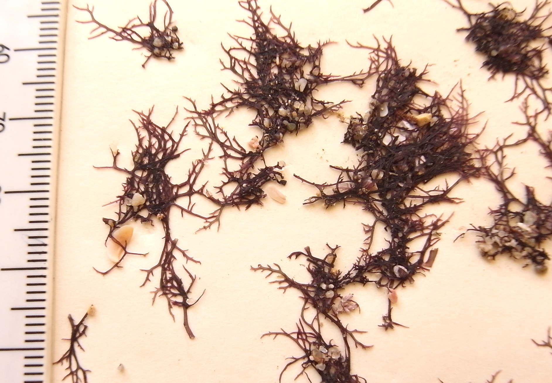 South African Seaweeds - south coast
