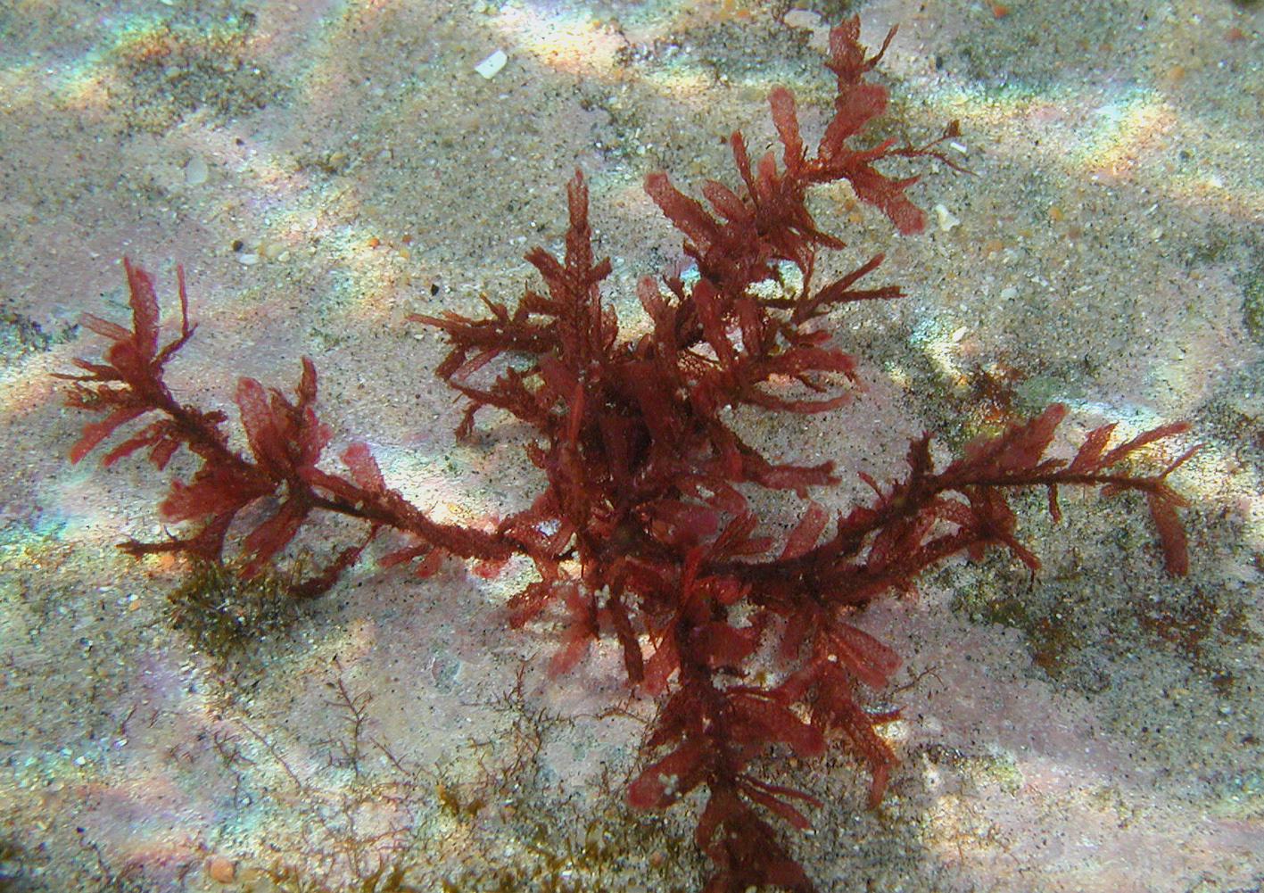 South African Seaweeds - south coast