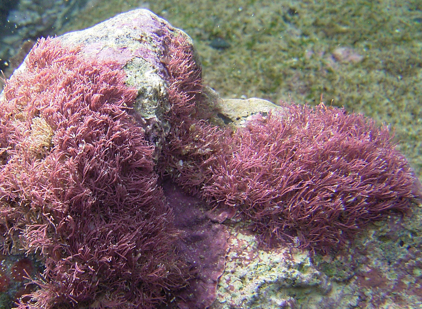 South African Seaweeds - south coast