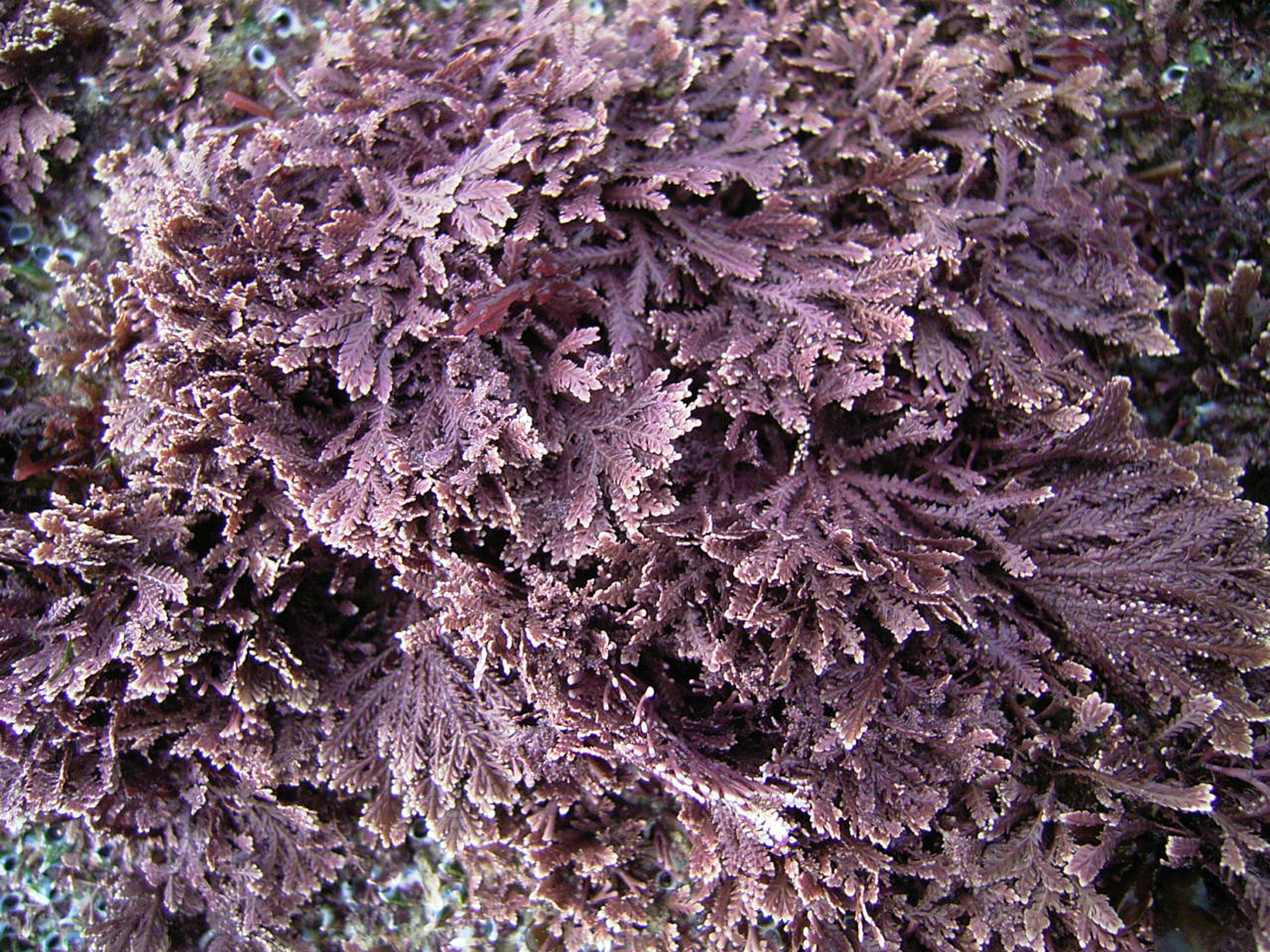 South African Seaweeds - south coast